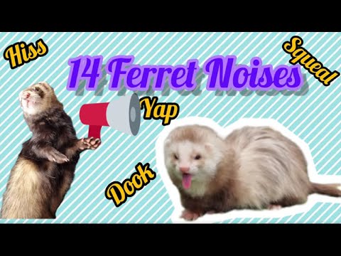 14 Different Noises from Ferrets! With Explanations