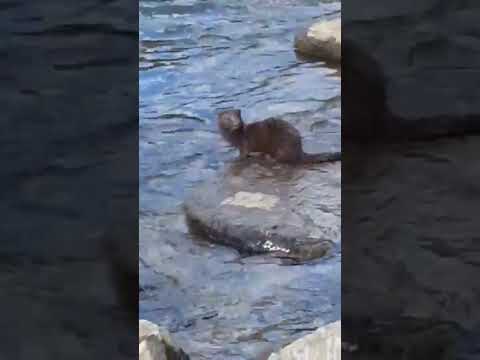 Stumbled on this wild mink in Colorado #shorts #cute #animals
