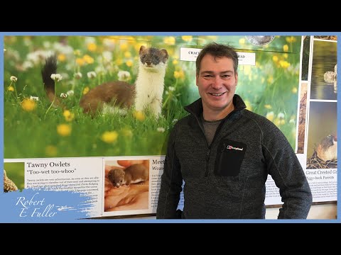 Weasels, their Differences from Stoats + Ron Update | Live Q&A | Discover Wildlife | Robert E Fuller
