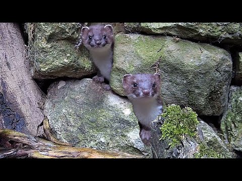 Hand-Reared Stoat Kits Prepare for the Wild | Rescued & Returned to the Wild | Robert E Fuller