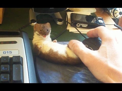 Ozzy the adorable desk weasel.