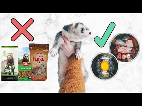 Ferret Diet | What You Need To Know Before Getting A Ferret Kit