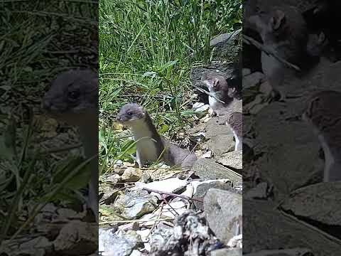Baby Stoats First Time Out in Sunshine ðŸ˜�ðŸ�¾ #shorts