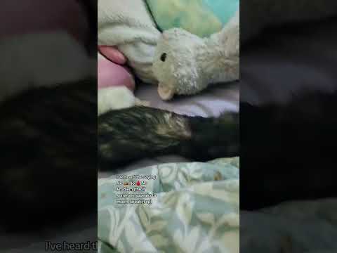 How Ferrets Sound &Play