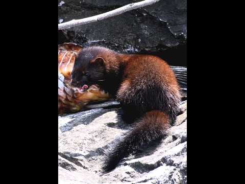 Fearless Mink eating a  carp 3x times his size #predator#predatory mammal