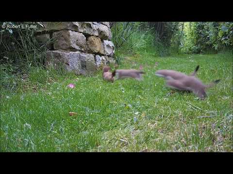 This Short Clip of Stoat Babies Out With Their Mum is Adorable | Discover Wildlife | Robert E Fuller