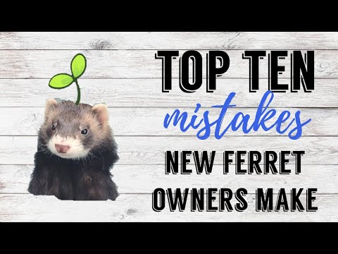 Top 10 Mistakes New Ferret Owners Make