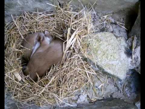 A Pair of Wild Weasels inside a Nesting Chamber | Discover Wildlife | Robert E Fuller