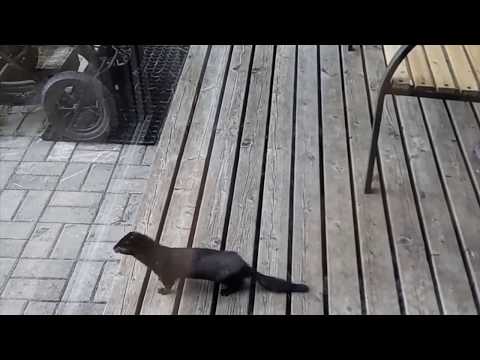 Is this a mink? What kind of animal is this and is it kind at all?