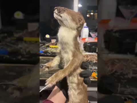 Preserving a dead stoat, also known as the Eurasian ermine #taxidermist #animals #art