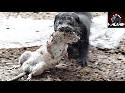 Rat Infestation DESTROYED by Bear the Mink!