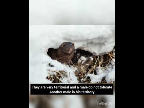 beautiful mink!!! #mink #animal #fact #amazing #cool #wild #nature #s