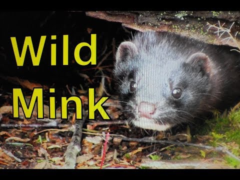 The Wild Mink Hisses At Me