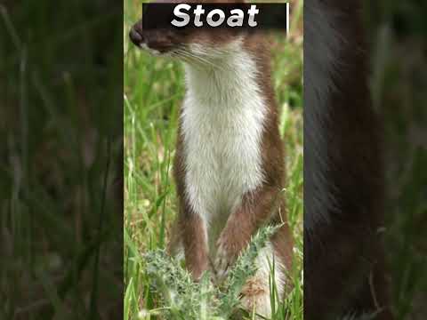 interesting facts about stoats #wildlife