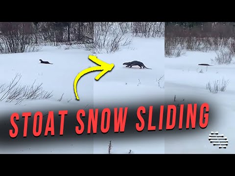 Stoat Decided That Snow Sliding Is the New Walking