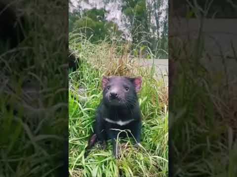 Young mom and mink,ferrets, mink,funny animals,funny videos, bbc,animal planet#shorts#funny