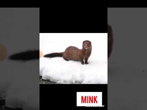 Unique animal: Mink