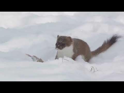 Stoat – One Of The Most Endangered Animals In The Wild