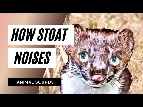 How  Stoat Sounds / Animation