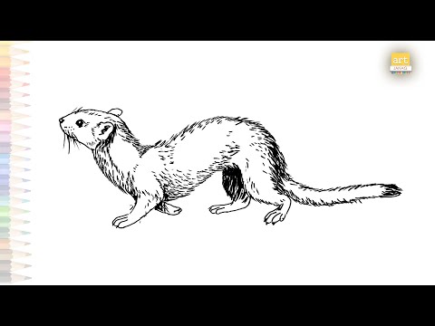 Ermine drawing video easy | Ermine animal sketching | How to draw Ermine / Stoat step by step