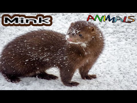 Animals video |  Mink | facts about animals | kids video