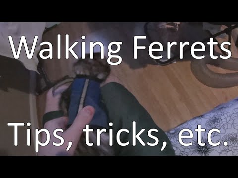 Walking Your Ferrets Tips and Tricks (How-to)