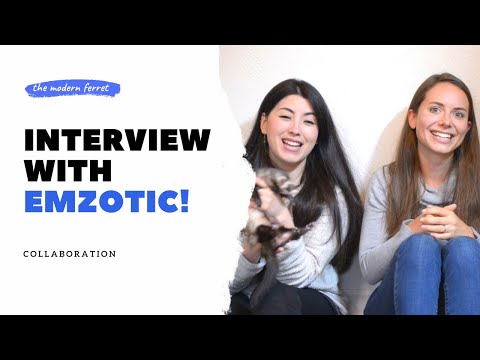 Meet EMZOTIC’s Ferrets : An Interview About Ferrets!