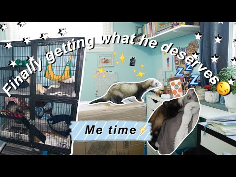 Building my ferret’s new cageâœ¨DIY Accessories!!