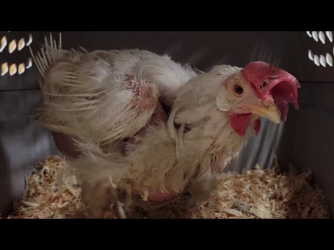 Spent Egg Laying Hen Saved From Mink Farm