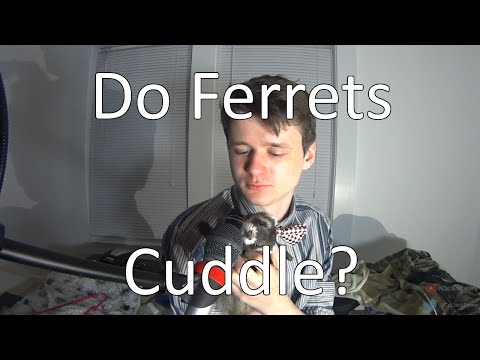 Do Ferrets Cuddle? | Can you Cuddle Ferrets?