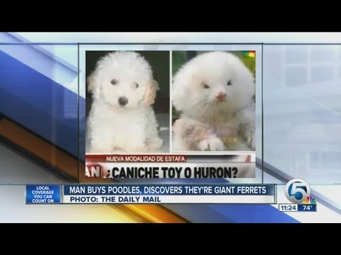 Man buys poodles, dicovers they’re giant ferrets