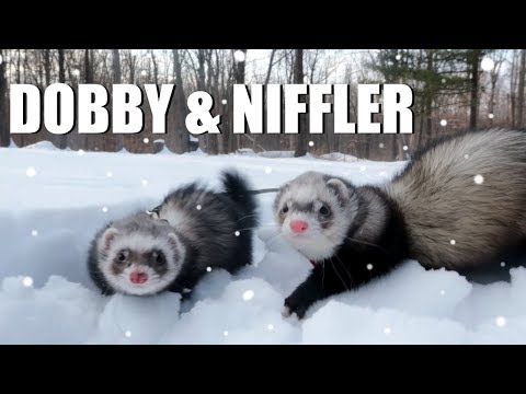 CUTE! Pet Ferrets Play In The Snow (Dobby and Niffler) | EMZOTIC